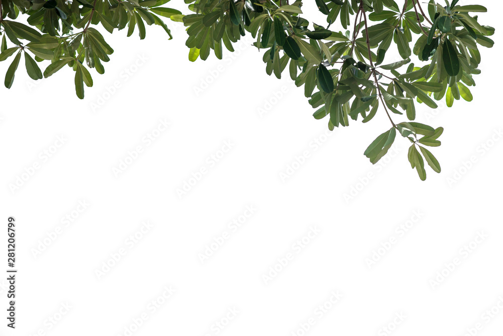 Obraz premium Fresh and green leaves isolated on white background with clipping path, Natural backgrounds.