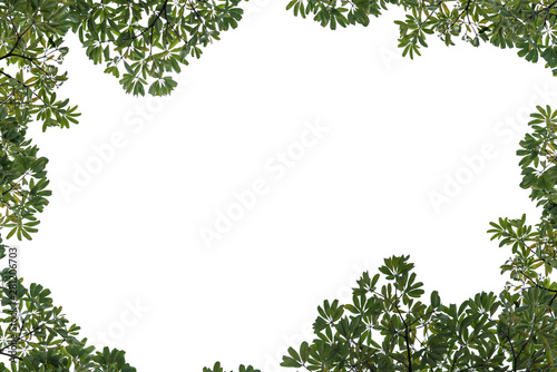 Fresh and green leaves isolated on white background, Natural backgrounds.