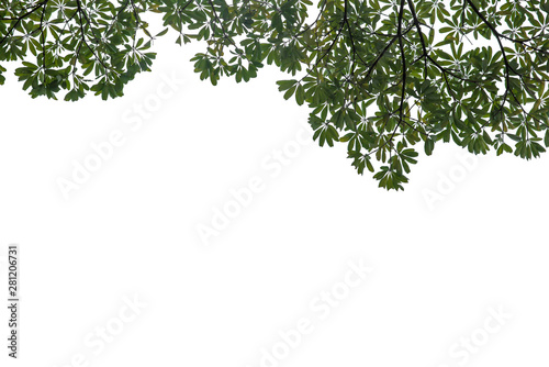 Fresh and green leaves isolated on white background with clipping path  Natural backgrounds.