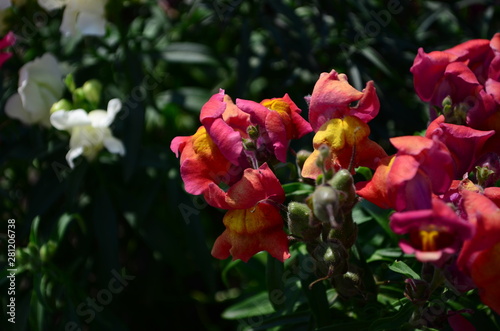 Colorful Snapdragons in the garden close up