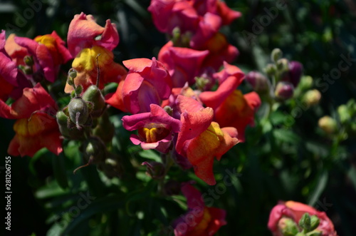 Colorful Snapdragons in the garden close up