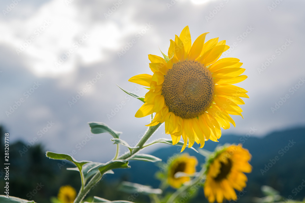 blooming sunflowers on a background blue sky. Sunflowers Field blooming sunflowers on a background blue sky. Sunflowers Field