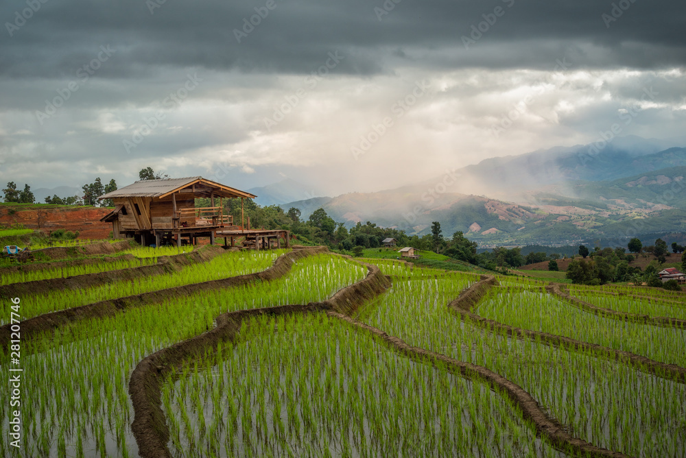 rice terrace during sunset in Chiang Mai, Thailand