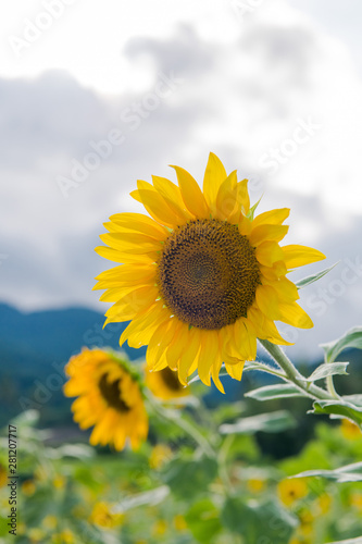 blooming sunflowers on a background blue sky. Sunflowers Field