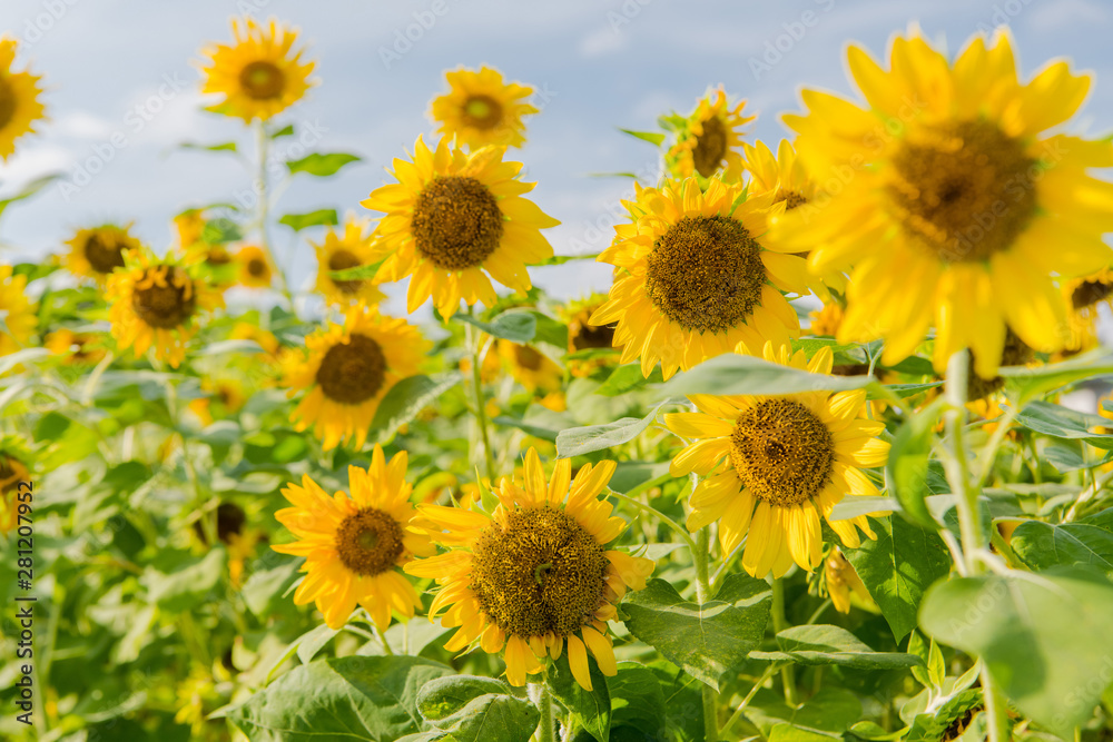 blooming sunflowers on a background blue sky. Sunflowers Field