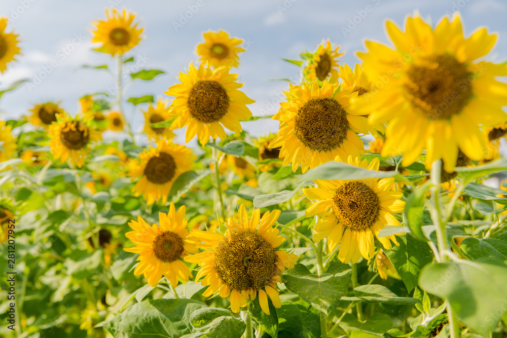 blooming sunflowers on a background blue sky. Sunflowers Field blooming sunflowers on a background blue sky. Sunflowers Field