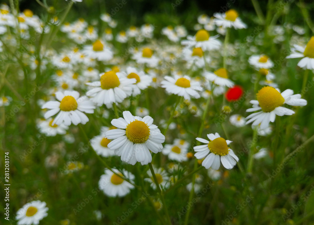 Daisy chamomile field at a summer day.