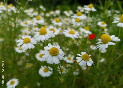 Daisy chamomile field at a summer day. © Yusuf