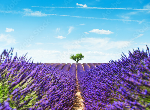 Lavender fields landscape with lonely tree near Valensole, Provence, France. Selective focus photo