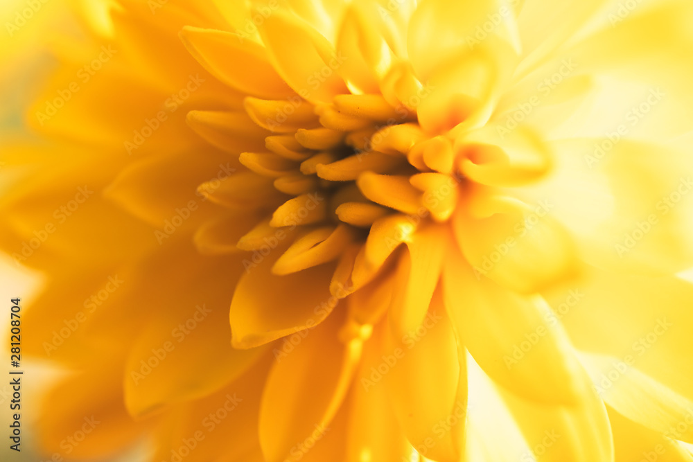Yellow chrysanthemum blurred floral background