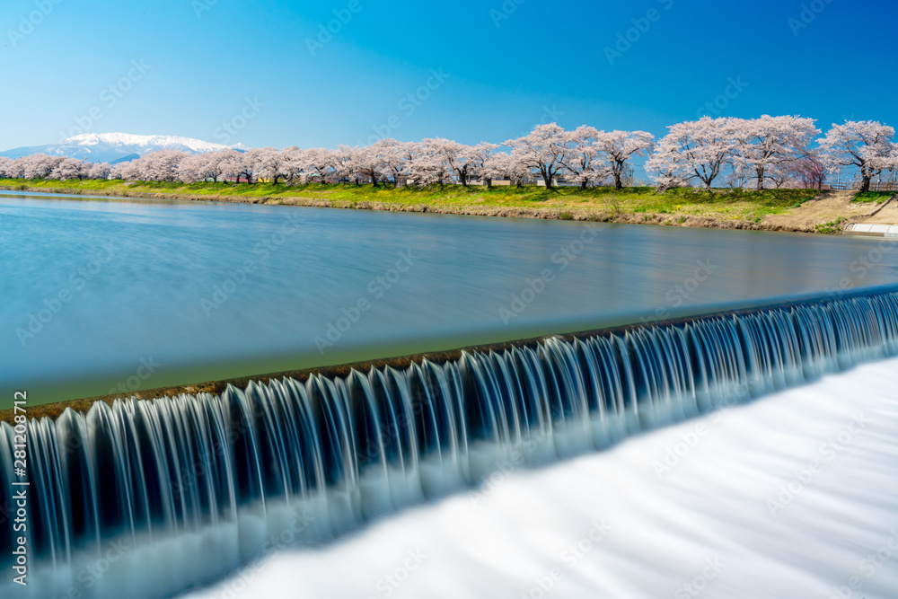 Obraz premium Hitome Senbonzakua in Japan, A lot of Cherry blossoms tree with snow covered Zao mountain in background along the Shiroishi river in Funaoka Castle Ruin Park at Sendai, Tohoku, Japan.