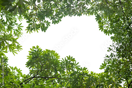 Fresh and green leaves isolated on white background with clipping path, Natural backgrounds.