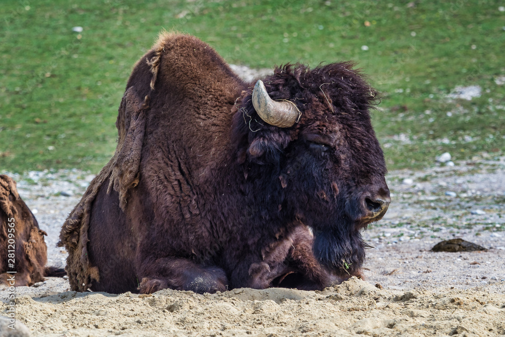 American buffalo known as bison, Bos bison in the zoo American buffalo known as bison, Bos bison in the zoo