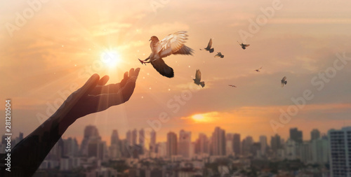 Hands of woman praying and free bird enjoying nature on city sunset background, hope concept.