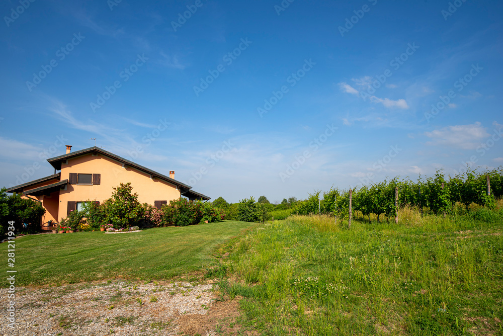 Vineyards of Oltrepo Pavese at spring