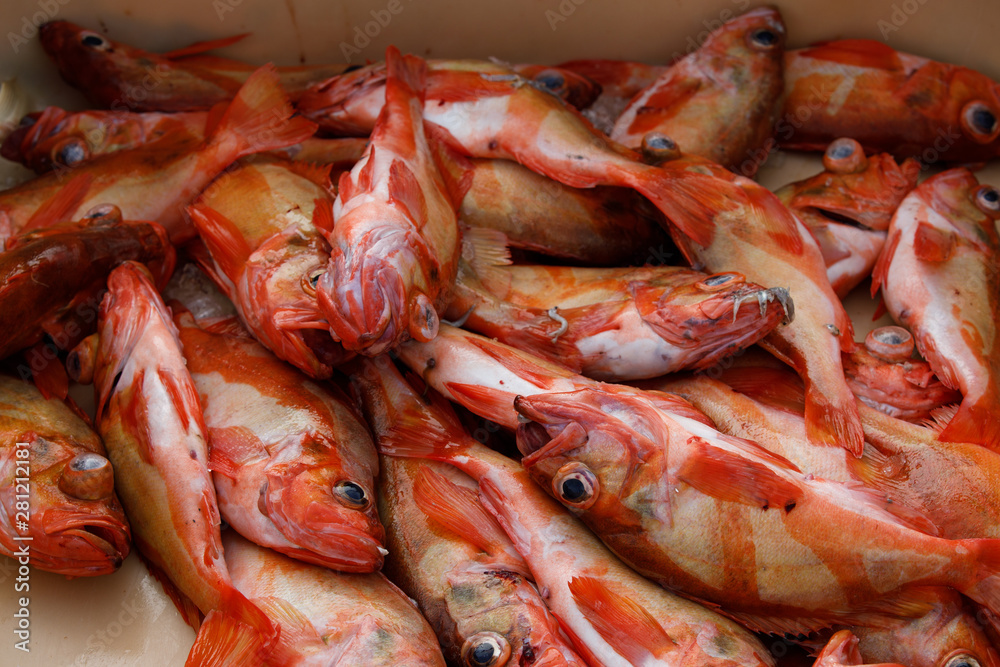 Fresh Redfish from fish market of Iceland