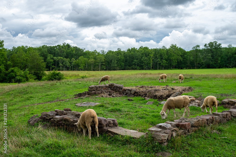 Fototapeta premium Sheep in the Pasture