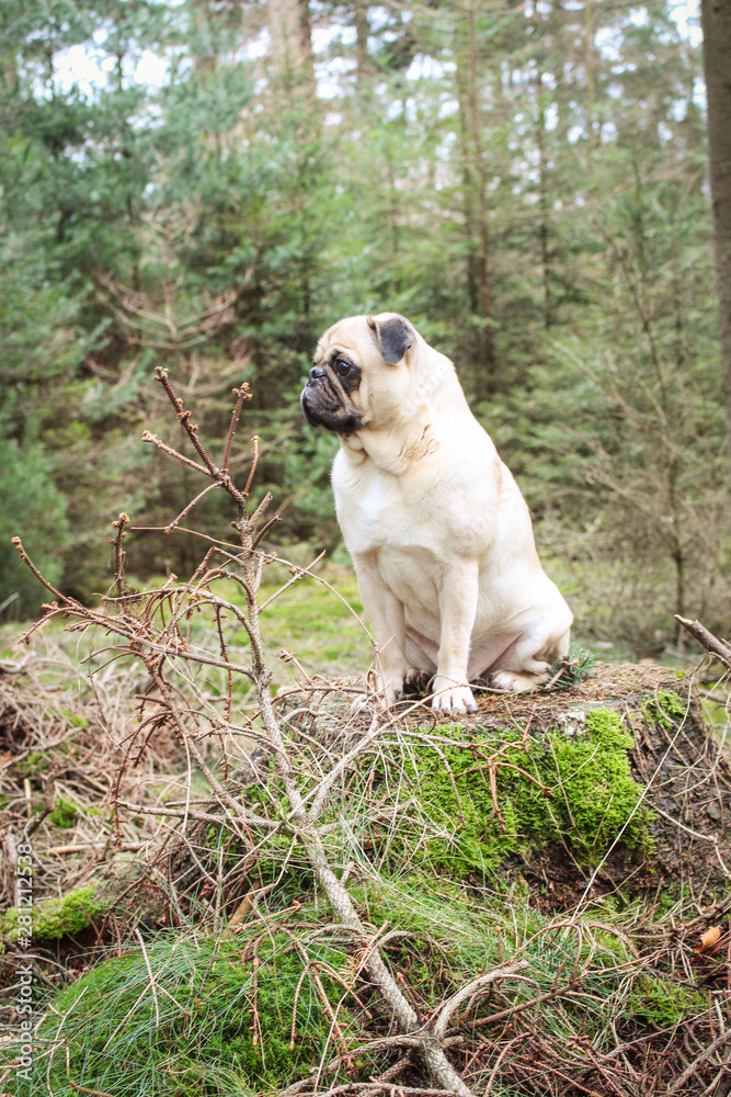pug model in the forest pug model in the forest