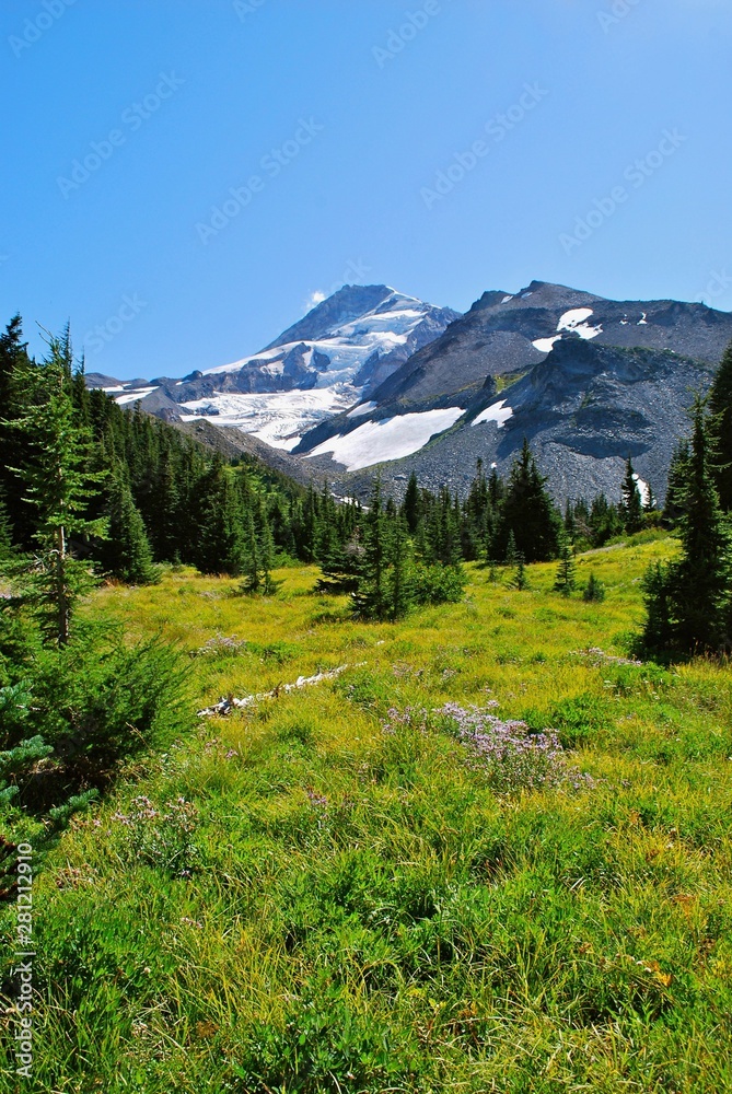 Fototapeta premium Mt. Hood summit with wildflowers 9