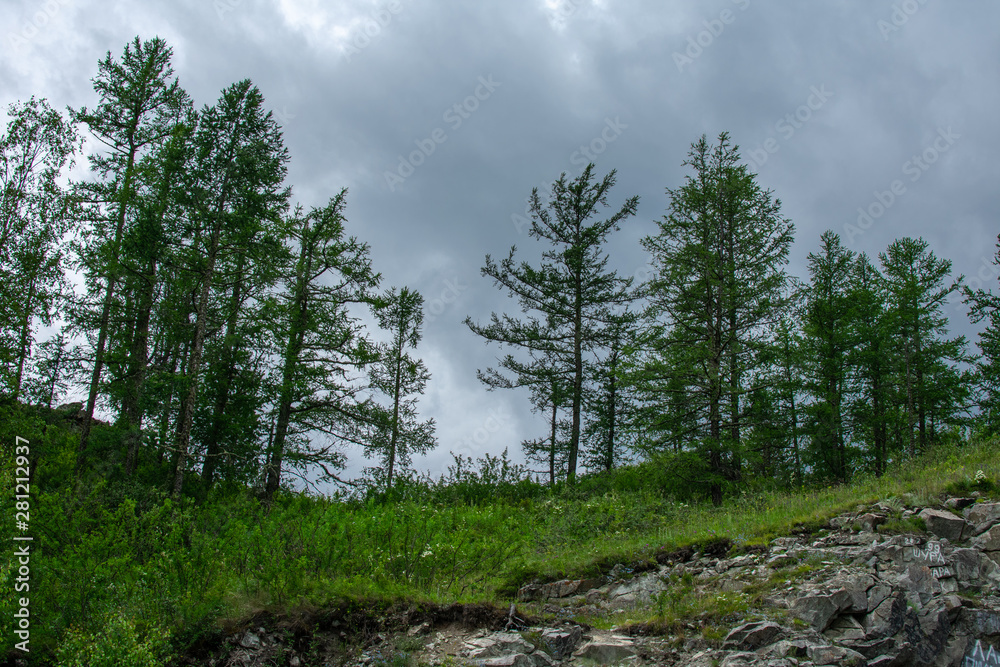Obraz premium trees on the cliff side and dark sky