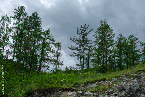 trees on the cliff side and dark sky