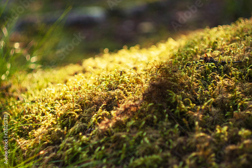 moss on the rock in shiny morning