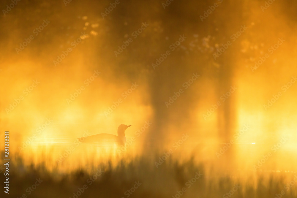 Fototapeta premium Red throated Loon in dawn