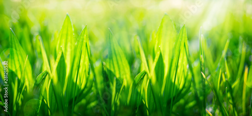 green spring grass blurred background