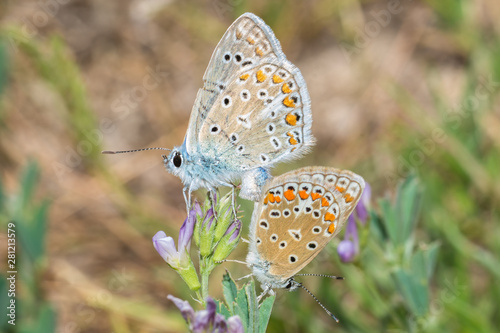 mariposas reproduciendose