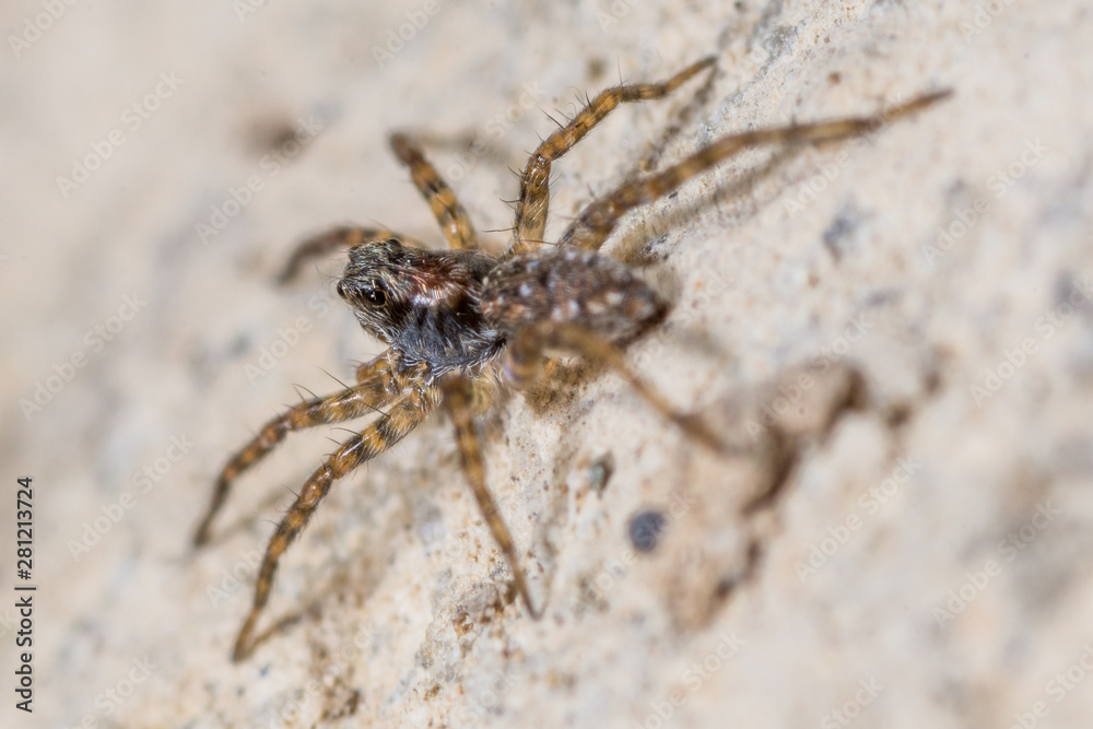 araña marron