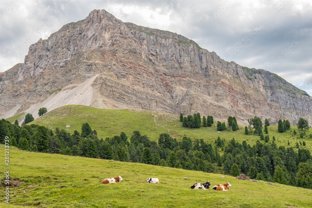 Fototapeta premium Alp cows resting on a meadow at a rock face