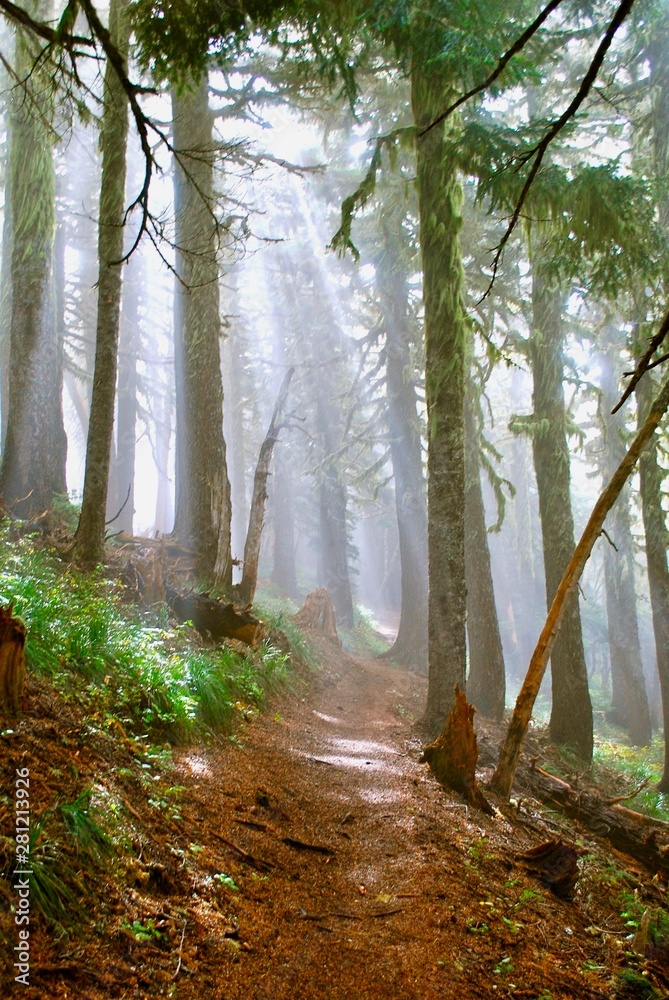 Obraz premium Forest mist, Mt. Hood National Forest