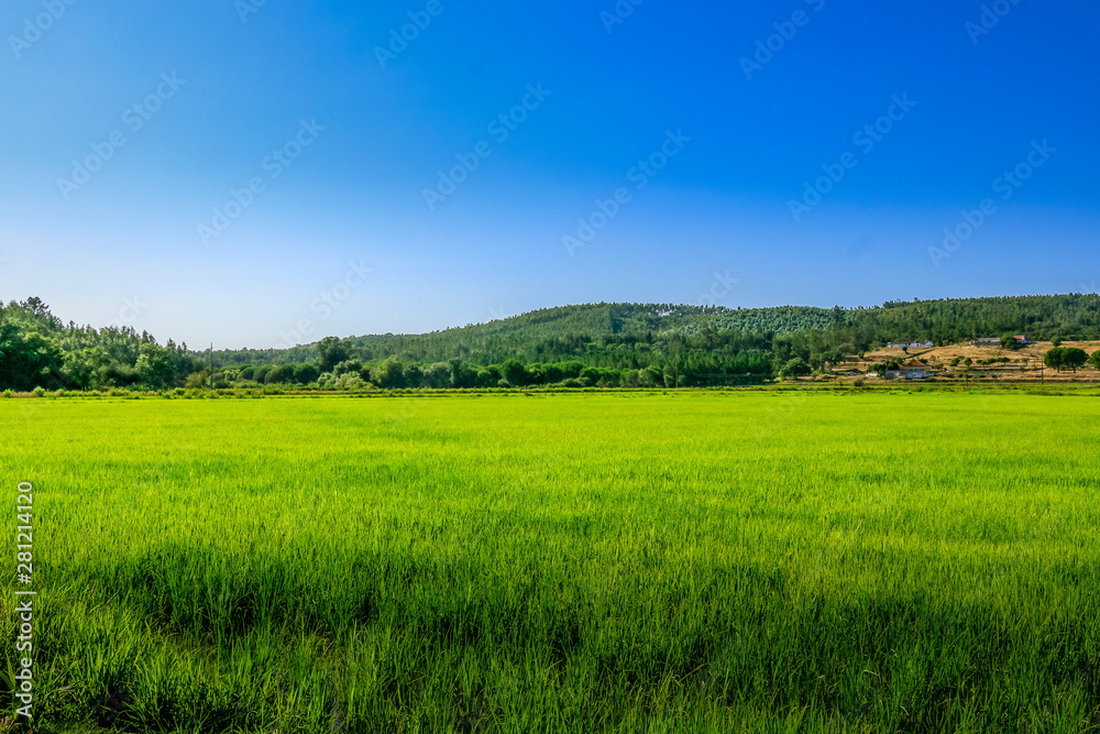 Campos de arroz