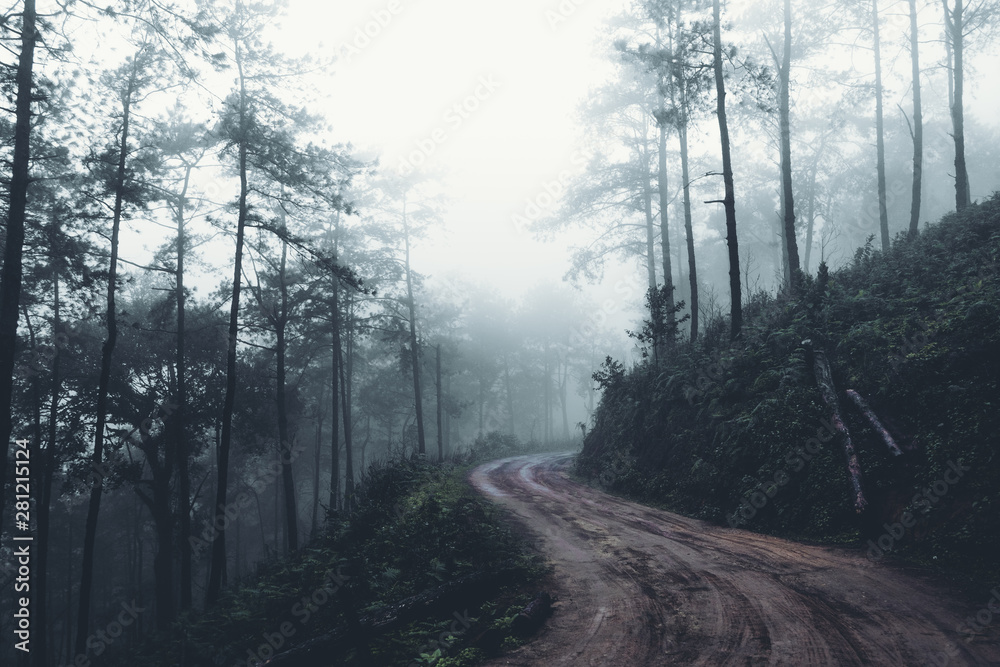 Obraz premium In the mist and rain forest, darkness