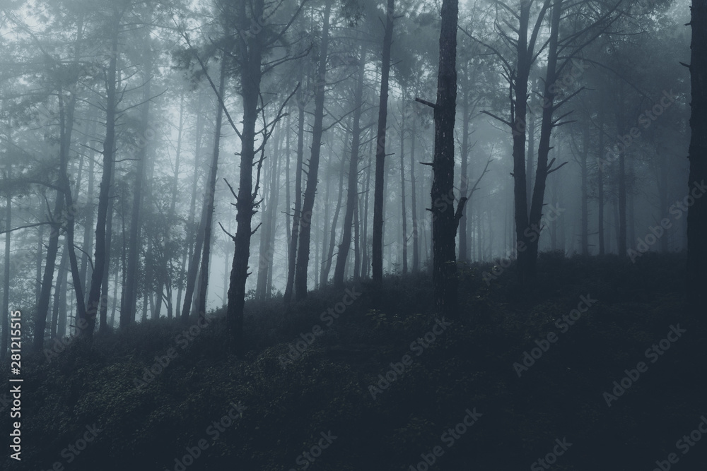 Fototapeta premium We mgle i lesie deszczowym, ciemność