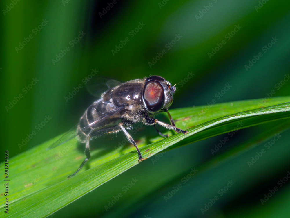 housefly,Musca domestica housefly,Musca domestica