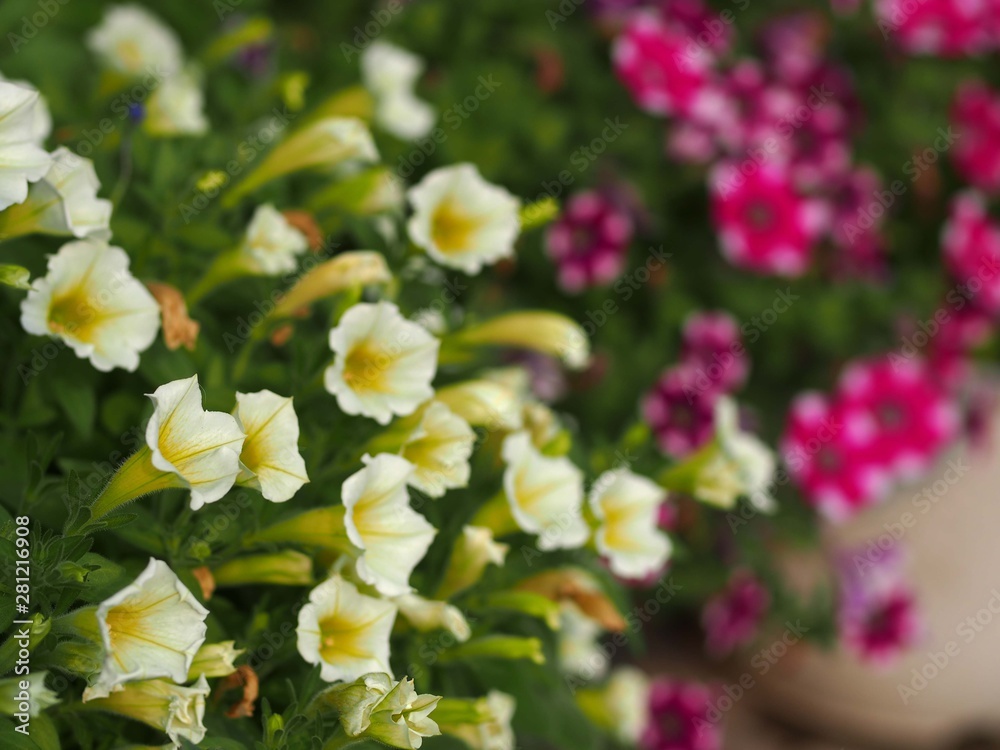 ペチュニアの花 ペチュニアの花