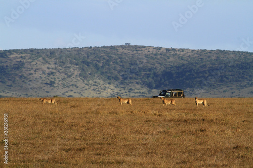 Four cheetah Acinonyx jubatus in a line, side view Masai Mara Reserve savannah grassland with tourist safari jeep vehicle. Blue sky landscape in distance. Kenya Africa hunting for vulnerable prey © Nicola.K.photos