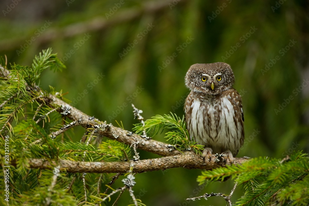 Glaucidium passerinum. It is the smallest owl in Europe. It occurs mainly in northern Europe. But also in Central and Southern Europe. In some mountain areas. Photographed in the Czech Republic. Wild Glaucidium passerinum. It is the smallest owl in Europe. It occurs mainly in northern Europe. But also in Central and Southern Europe. In some mountain areas. Photographed in the Czech Republic. Wild