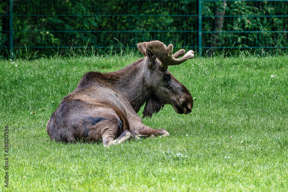 European Moose, Alces alces, also known as the elk European Moose, Alces alces, also known as the elk