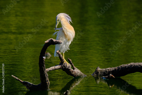 Crayfish heron perched on a branch waiting to fish on the riverbank photo