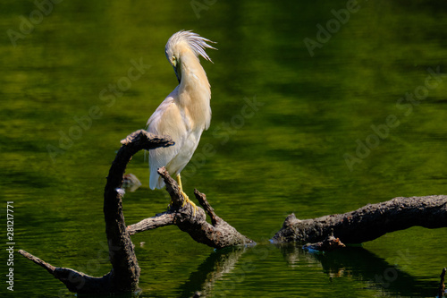 Crayfish heron perched on a branch waiting to fish on the riverbank photo