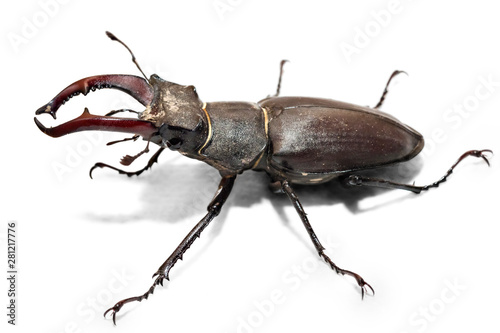 Male stag beetle, Lucanus cervus, isolated on white background. Close-up photo of big stag-beetle - the largest beetle of Europa