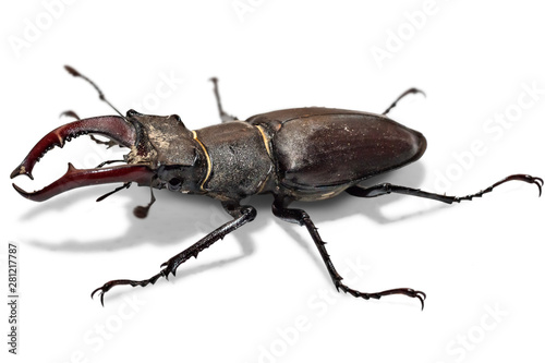 Male stag beetle, Lucanus cervus, isolated on white background. Close-up photo of big stag-beetle - the largest beetle of Europa
