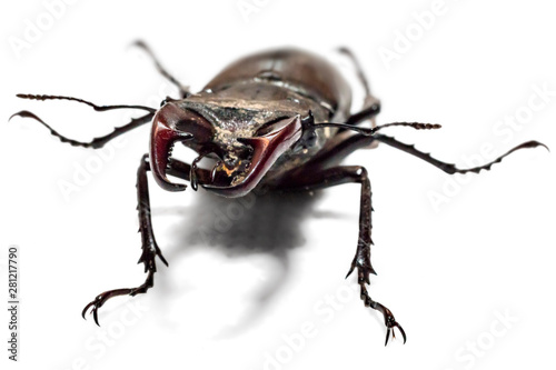 Male stag beetle, Lucanus cervus, isolated on white background. Close-up photo of big stag-beetle - the largest beetle of Europa © Simic Vojislav