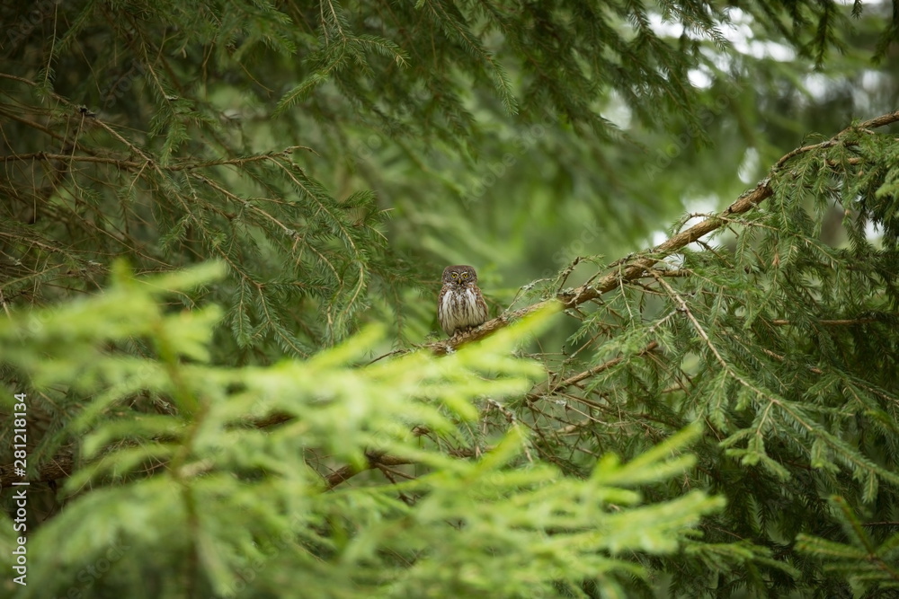 Glaucidium passerinum. It is the smallest owl in Europe. It occurs mainly in northern Europe. But also in Central and Southern Europe. In some mountain areas. Photographed in the Czech Republic. Wild Glaucidium passerinum. It is the smallest owl in Europe. It occurs mainly in northern Europe. But also in Central and Southern Europe. In some mountain areas. Photographed in the Czech Republic. Wild