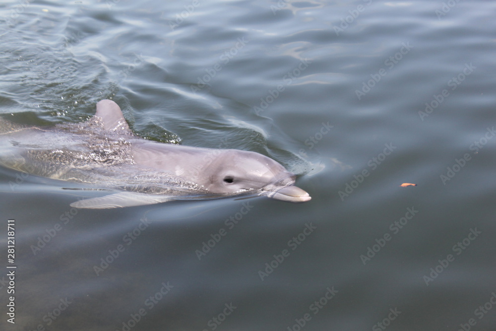 Fototapeta premium Delphin, Delfin, Dolphin