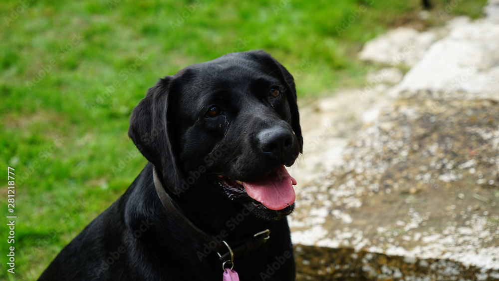 Bella 