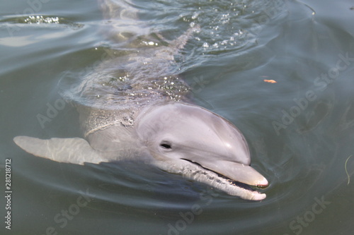 Delphin, Delfin, Dolphin