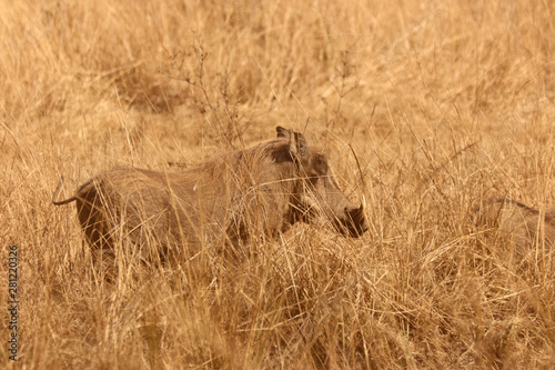 Warthog in the tall dry African grass